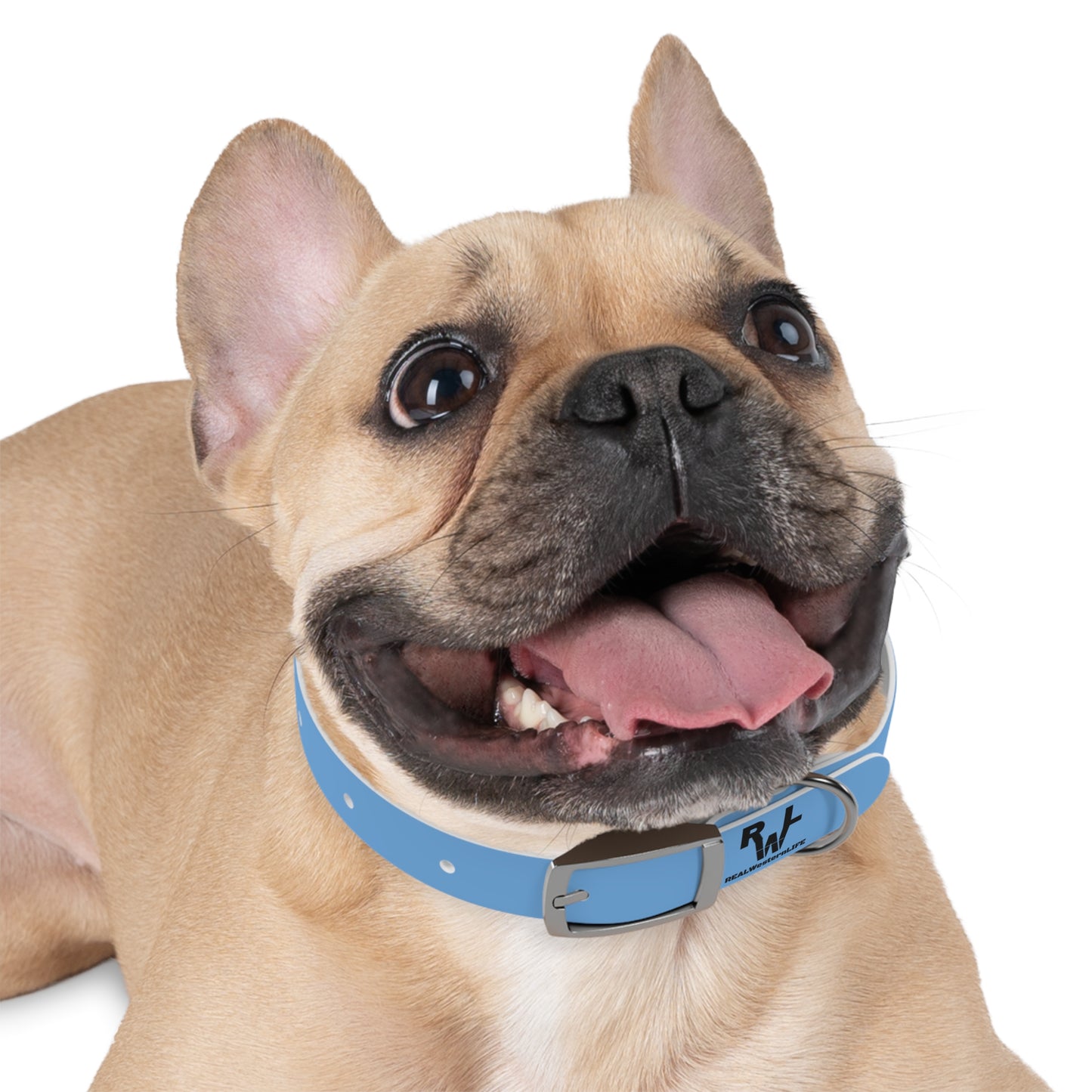 Customized Dog Collar with Ranch Name, Brand, and Dogs name's