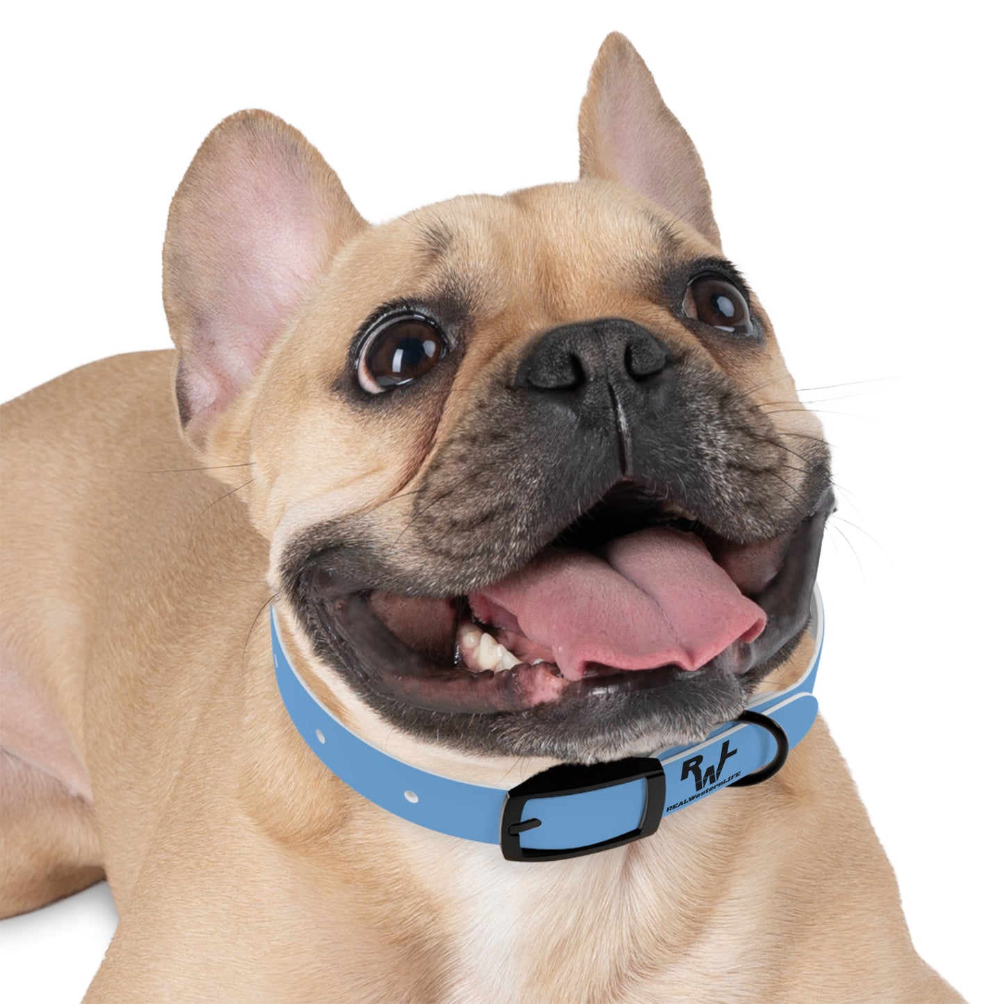 Customized Dog Collar with Ranch Name, Brand, and Dogs name's
